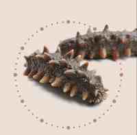【品牌】：郁旺达（量子饱和植入产品）
