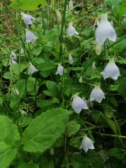 中国著名医学专家 李明与他的龙凤福参传奇
